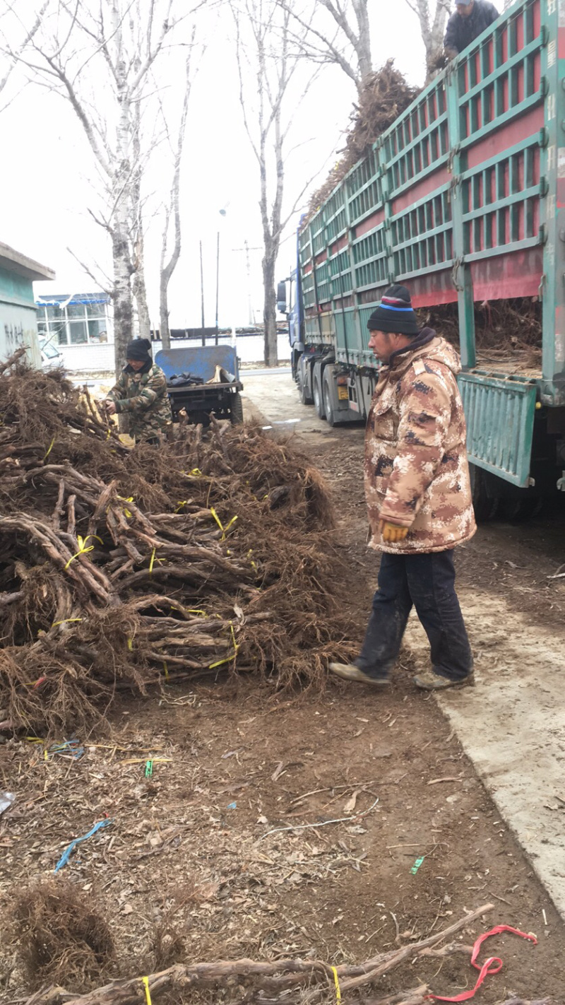 占地大葡萄树欢迎老板购买基地种植大量供应欢迎考察