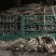 占地大葡萄树欢迎老板购买基地种植大量供应欢迎考察