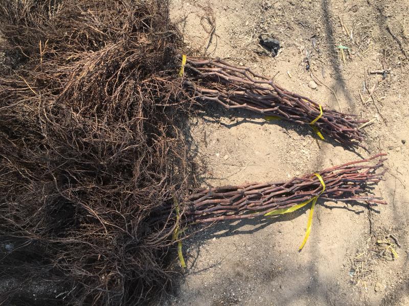 占地大葡萄树欢迎老板购买基地种植大量供应欢迎考察