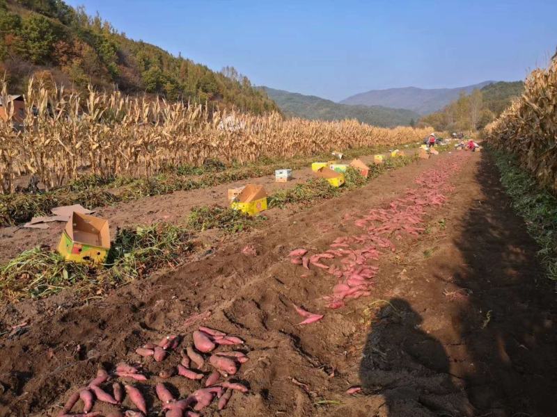 吉林蛟河白石山老品种地瓜，联系我时请说在一亩田看到的