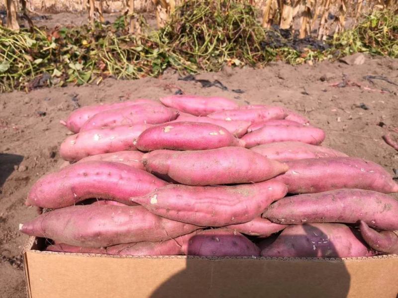 吉林蛟河白石山老品种地瓜，联系我时请说在一亩田看到的