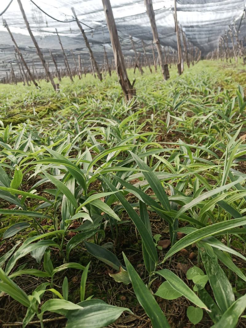 多花不倒苗黄精种苗，20年年底播种的苗子高海拔地区培育的