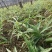 多花不倒苗黄精种苗，20年年底播种的苗子高海拔地区培育的