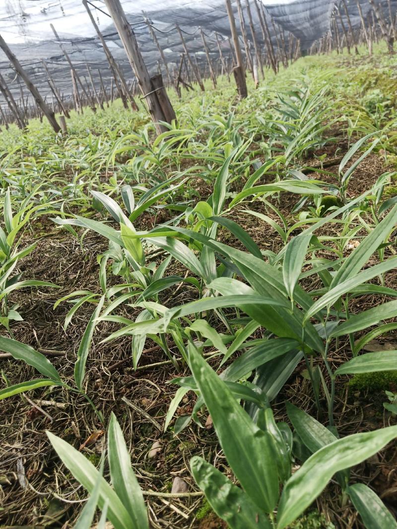多花不倒苗黄精种苗，20年年底播种的苗子高海拔地区培育的