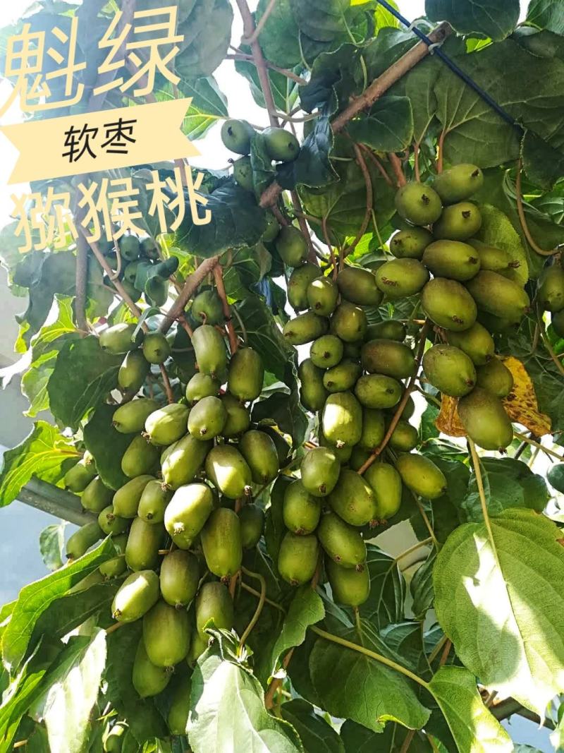 软枣猕猴桃树苗魁绿，龙城2号，红玉王巨人安娜现挖现发