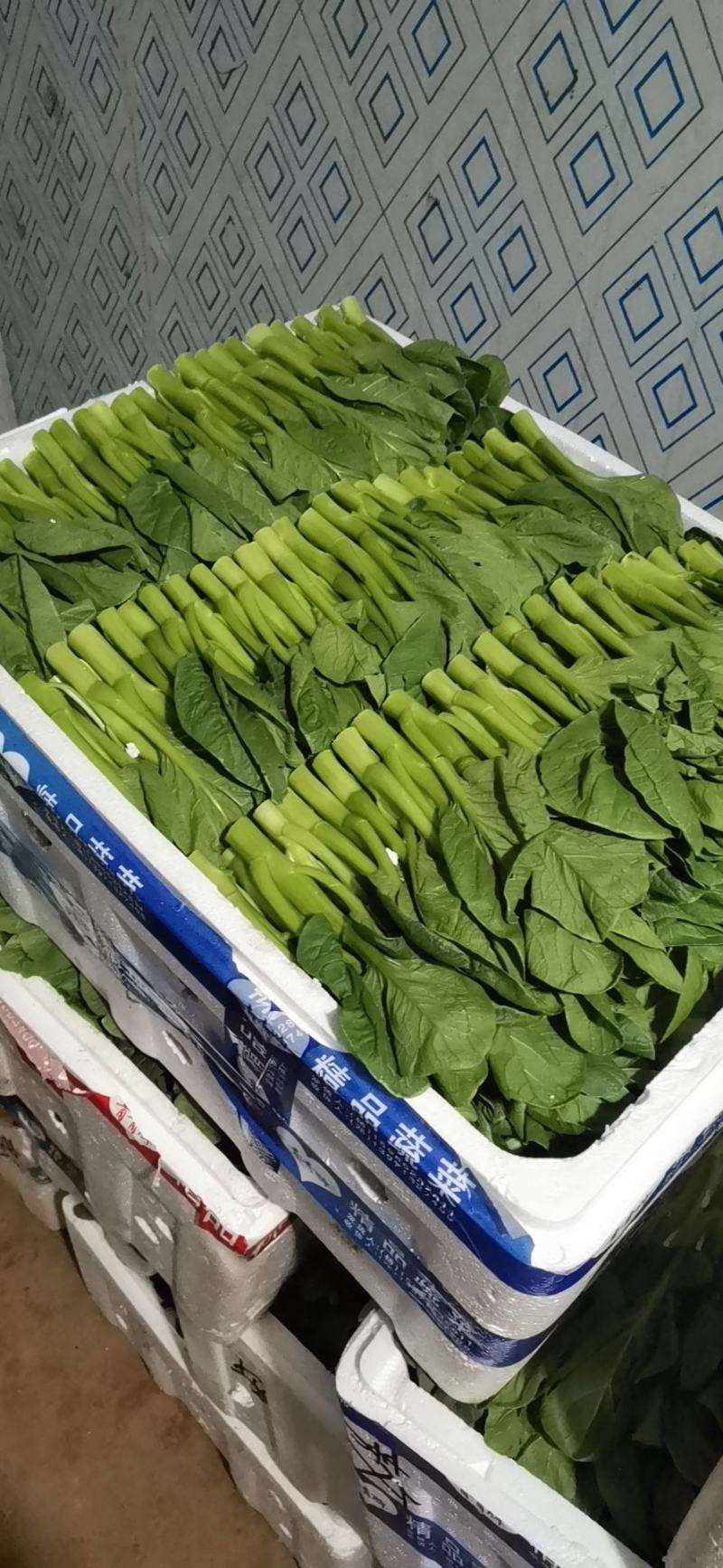 广东菜心，芥兰.量大长期供应需要联系菜心苗芥兰苗
