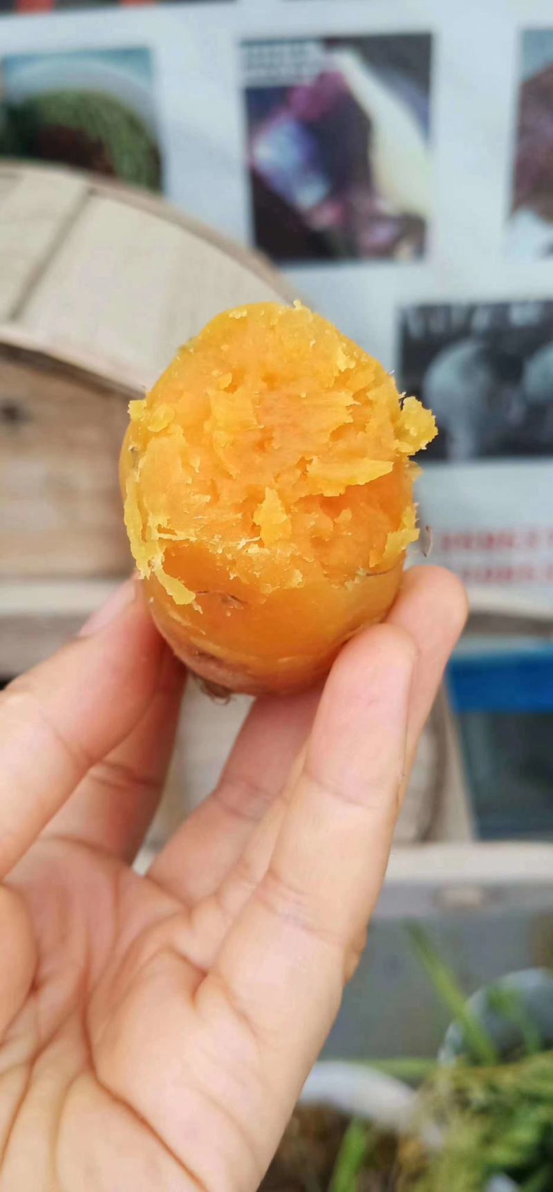 紫云红心番薯。贵州红心红薯想要的赶快联系