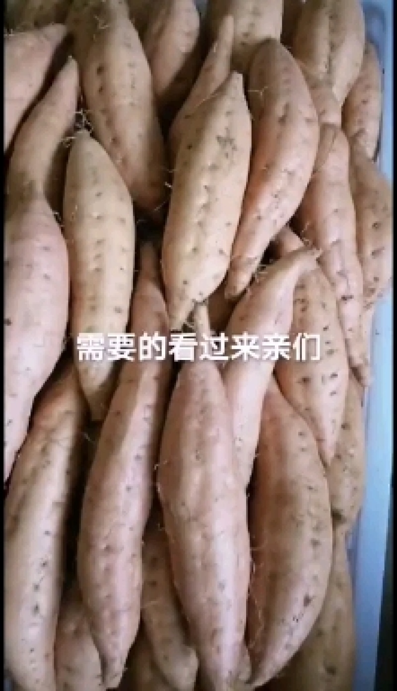 紫云红心番薯。贵州红心红薯想要的赶快联系