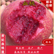 贵妃血桃树苗中华血桃根系包品种新品种离核脆甜含糖量22%