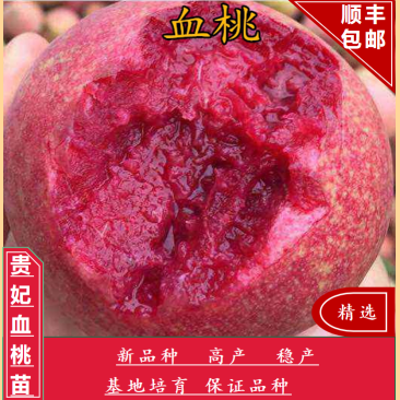 贵妃血桃树苗中华血桃根系包品种新品种离核脆甜含糖量22%