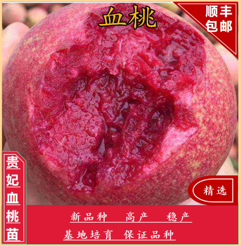 贵妃血桃树苗中华血桃根系包品种新品种离核脆甜含糖量22%