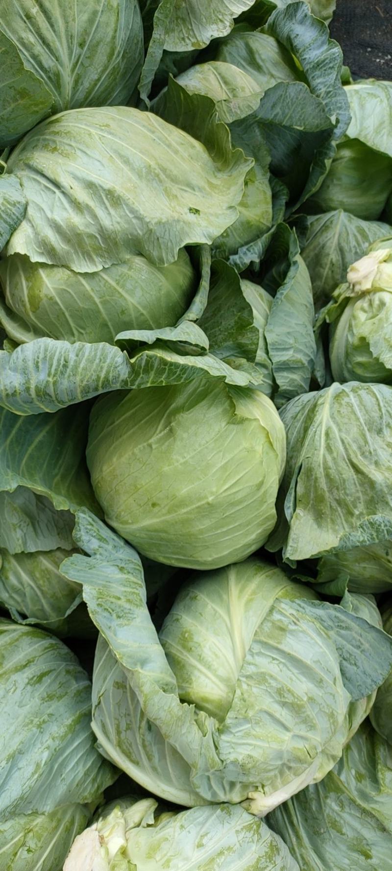 【推荐】精品甘蓝圆包菜基地直发大量供应