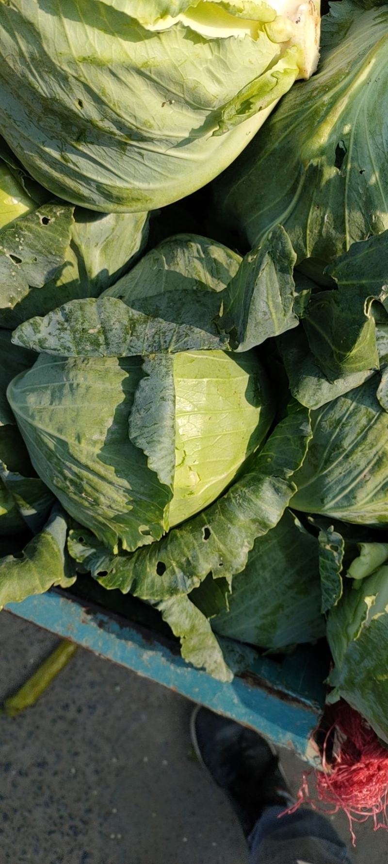 【推荐】精品甘蓝圆包菜基地直发大量供应