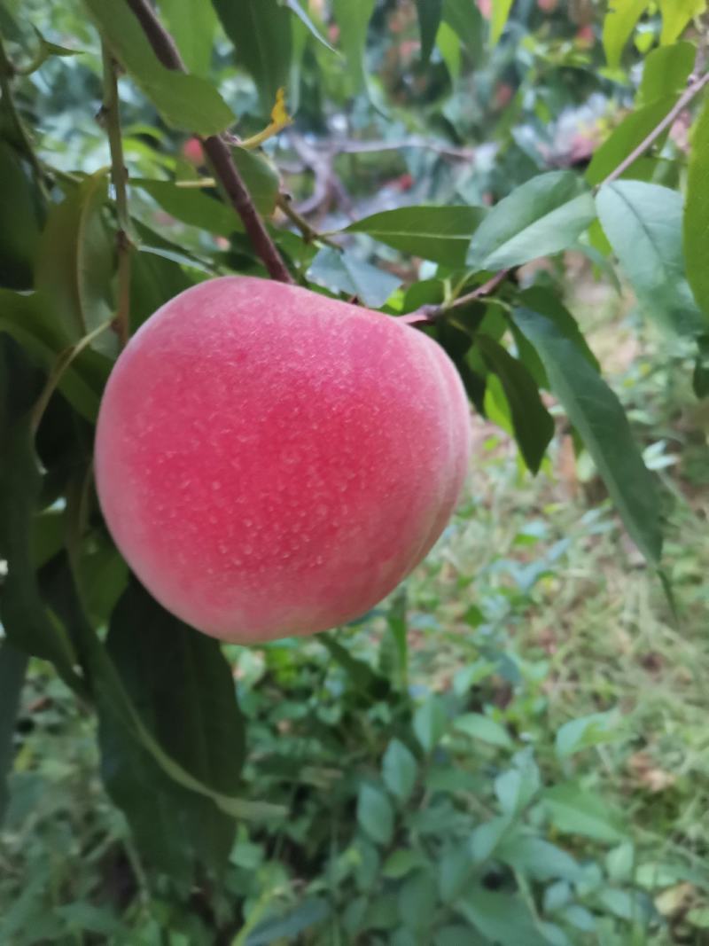 双节红！半斤起步！大量上市！有需要老板可以联系我！