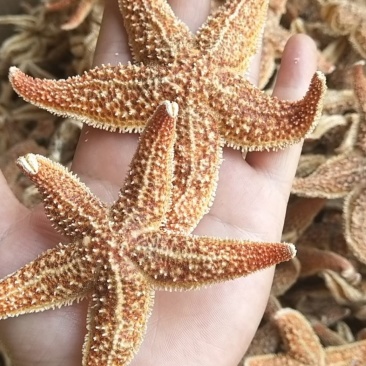 海星，干海星，海王星，五角星，中药材海星，泡酒煲汤