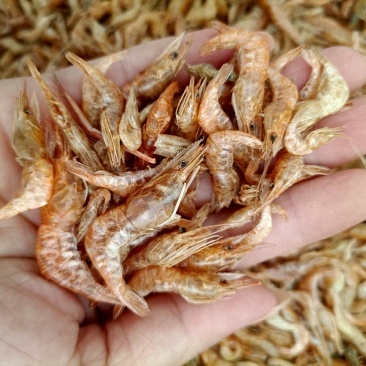 虾干淡水虾干晒虾颜色好干度靓