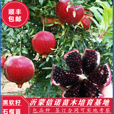 抗寒石榴苗盆栽地栽突尼斯软籽黑籽石榴树苗南方北方种植庭院