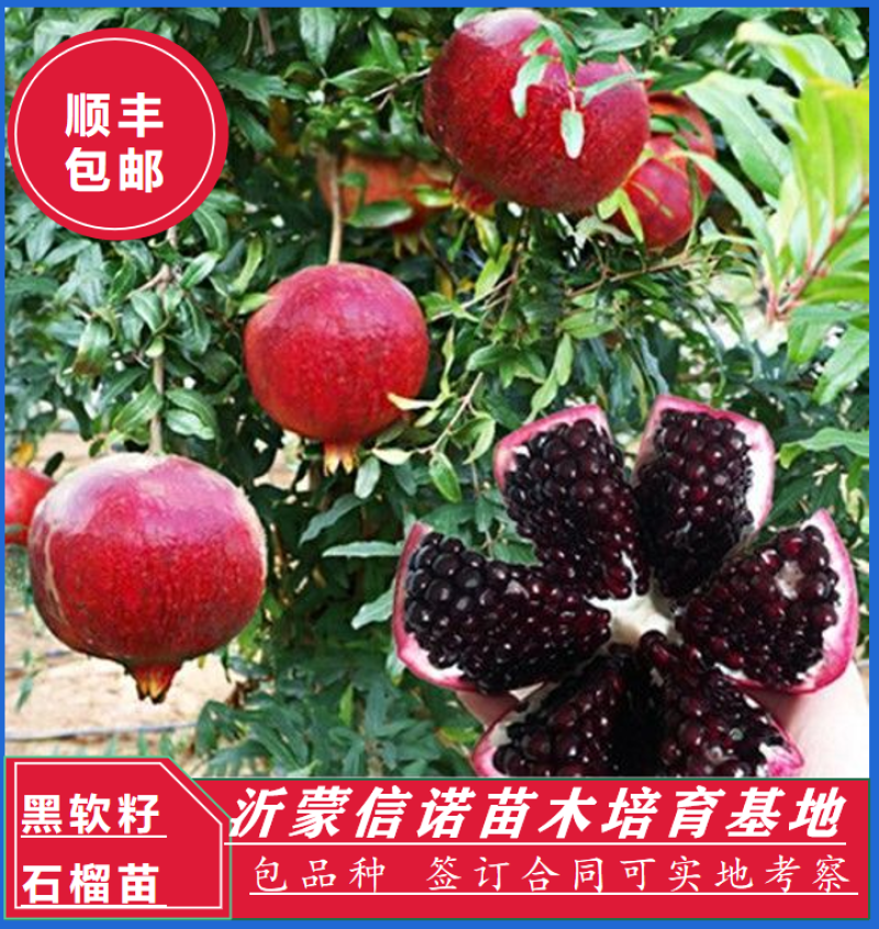 抗寒石榴苗盆栽地栽突尼斯软籽黑籽石榴树苗南方北方种植庭院