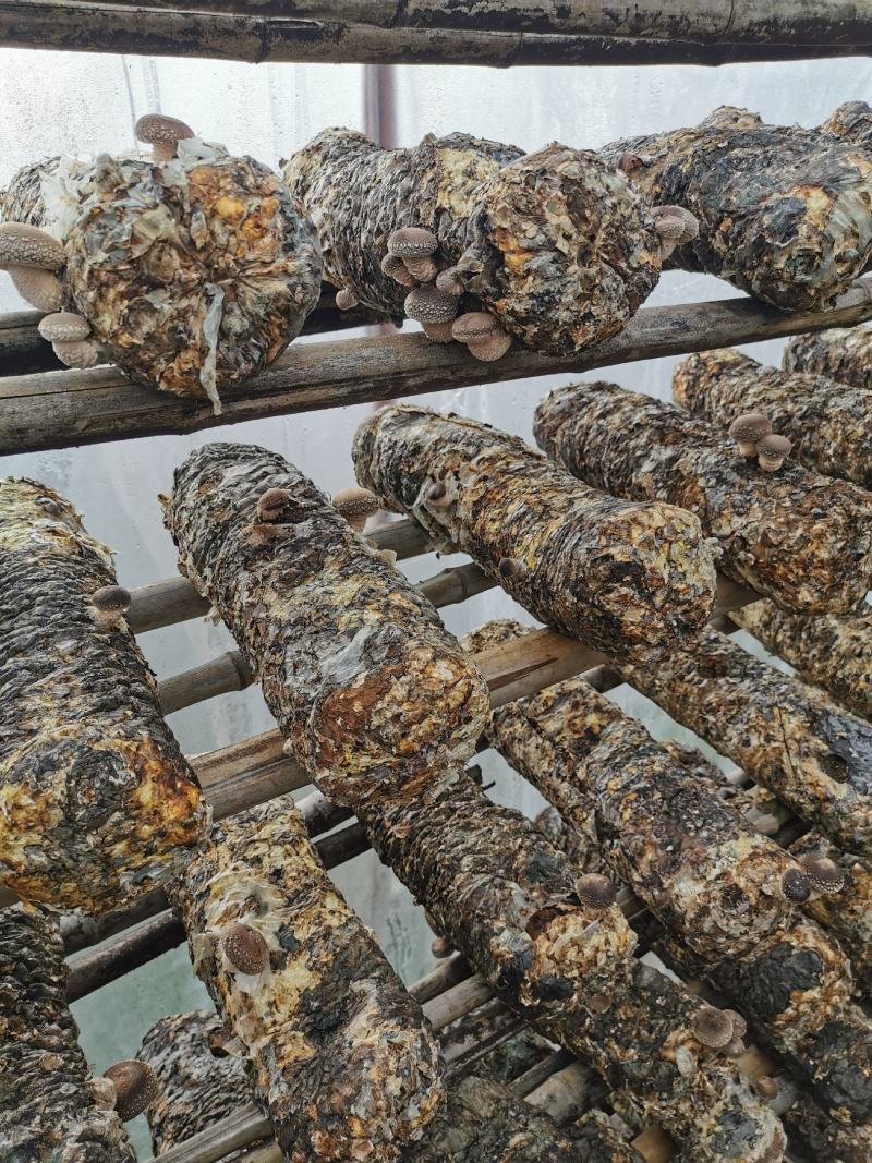 香菇菌棒成熟菌棒出菇菌棒