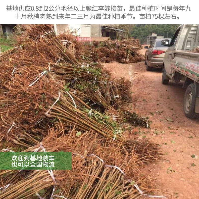 【原产地供应】脆红李子苗/脆红李子树苗/基地现挖技术指导