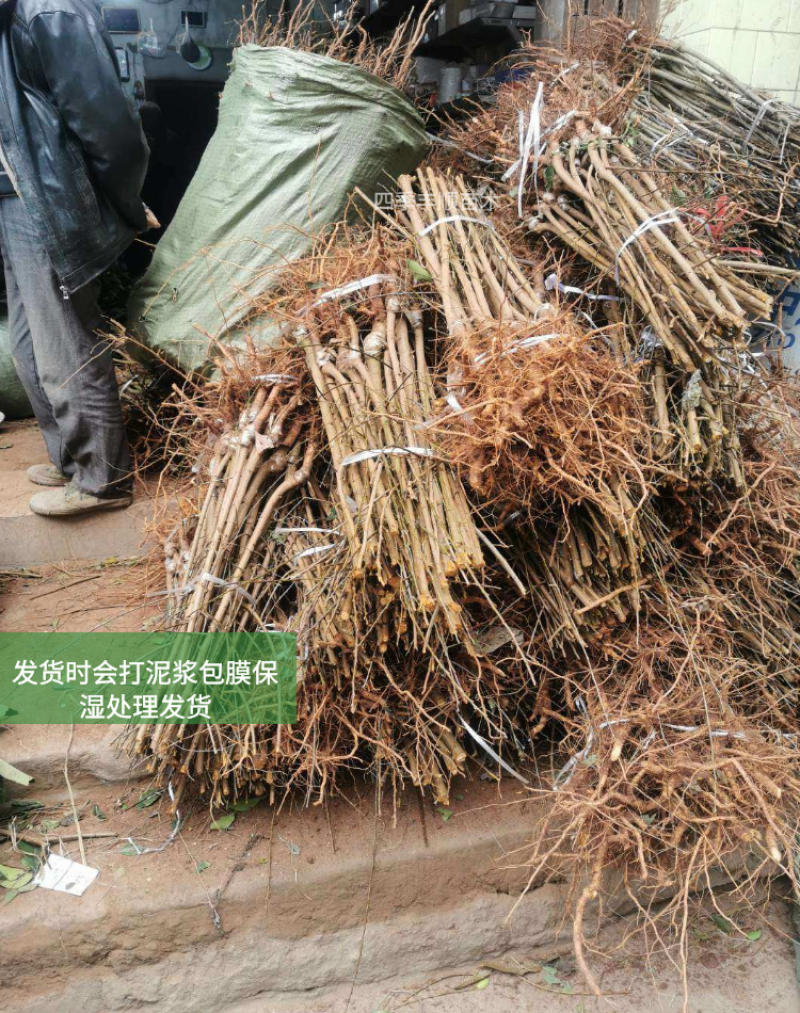 【原产地供应】脆红李子苗/脆红李子树苗/基地现挖技术指导