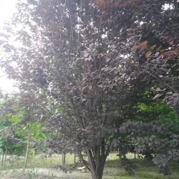 苗圃直供各规格高低分支红叶李，规格齐全，质量高，价格优，
