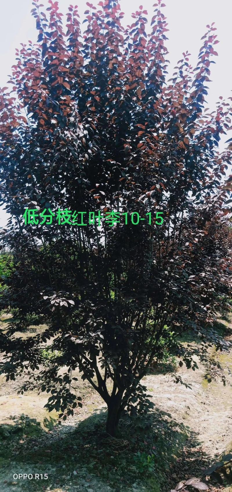 苗圃直供各规格高低分支红叶李，规格齐全，质量高，价格优，