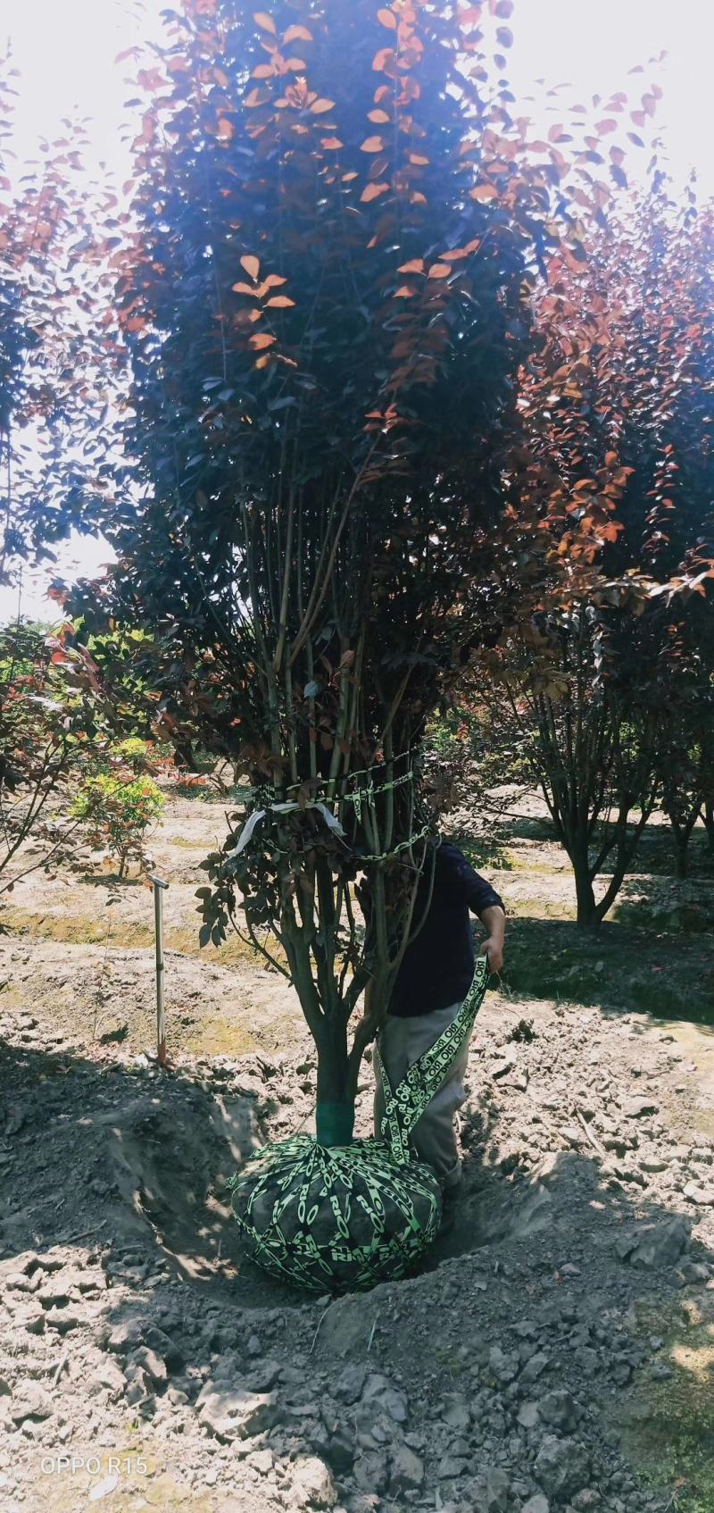 苗圃直供各规格高低分支红叶李，规格齐全，质量高，价格优，