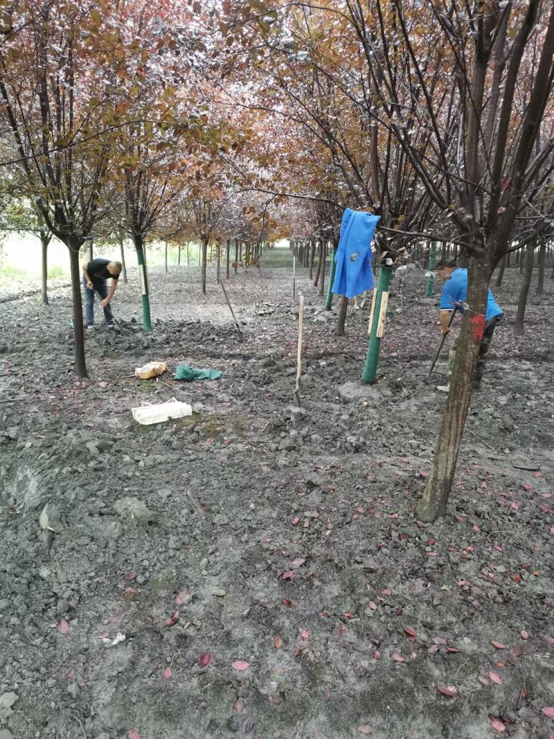 苗圃直供各规格高低分支红叶李，规格齐全，质量高，价格优，