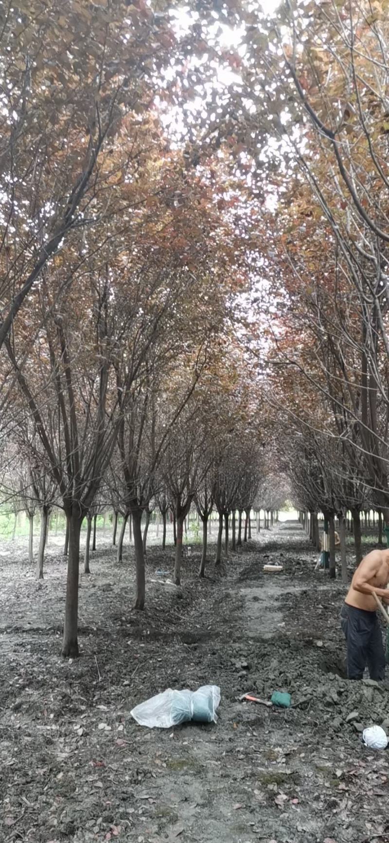 苗圃直供各规格高低分支红叶李，规格齐全，质量高，价格优，