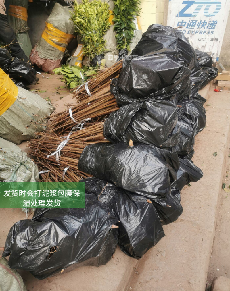 【原产地供应】脆红李子苗/脆红李子树苗/基地现挖技术指导