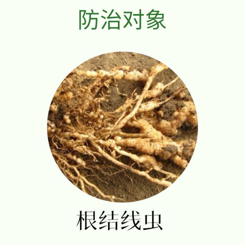 30%噻唑膦微胶囊悬浮剂效果好黄瓜根结线虫