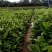 火力楠小苗，一斤营养杯，h20一70ml。