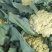 【全国直达】有机花菜青梗松花菜散花菜山东肥城产地直供