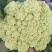 【全国直达】有机花菜青梗松花菜散花菜山东肥城产地直供