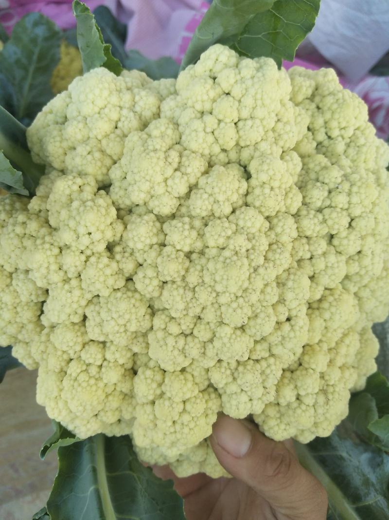 【全国直达】有机花菜青梗松花菜散花菜山东肥城产地直供