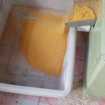 新香小米，有要货的联系