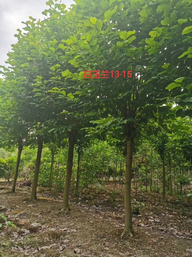 产地直销各规格精品白玉兰，原生冠，杀头货都有
