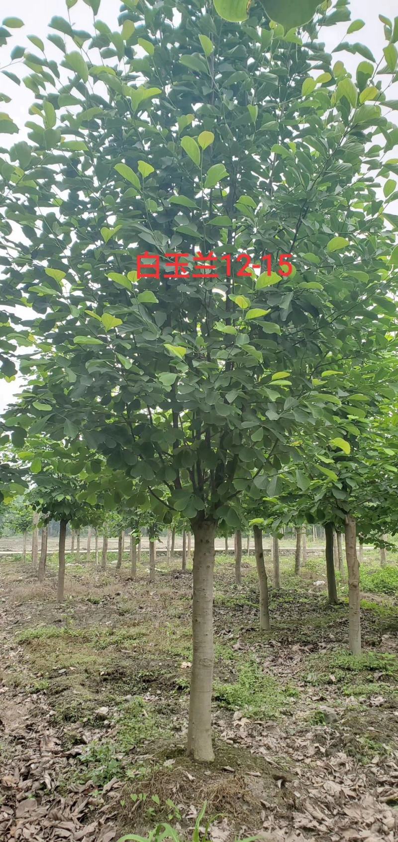产地直销各规格精品白玉兰，原生冠，杀头货都有