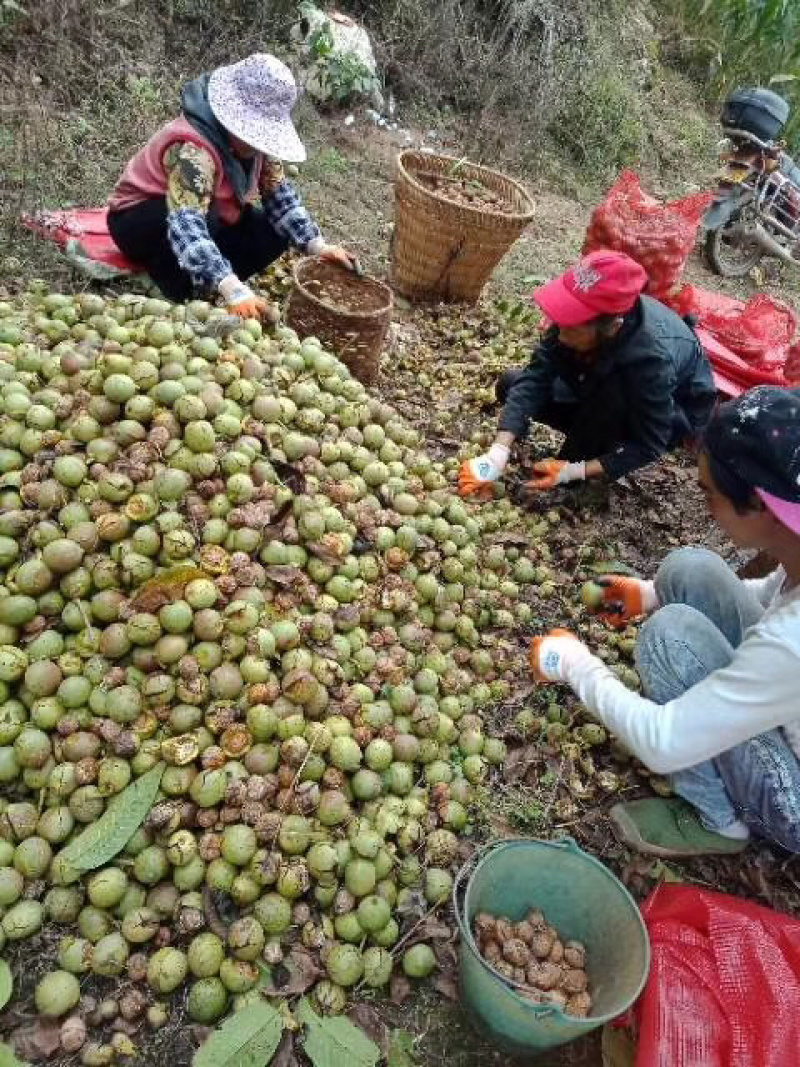 22年云南漾濞纸皮薄皮核桃大泡核桃一件代发精选大果5斤