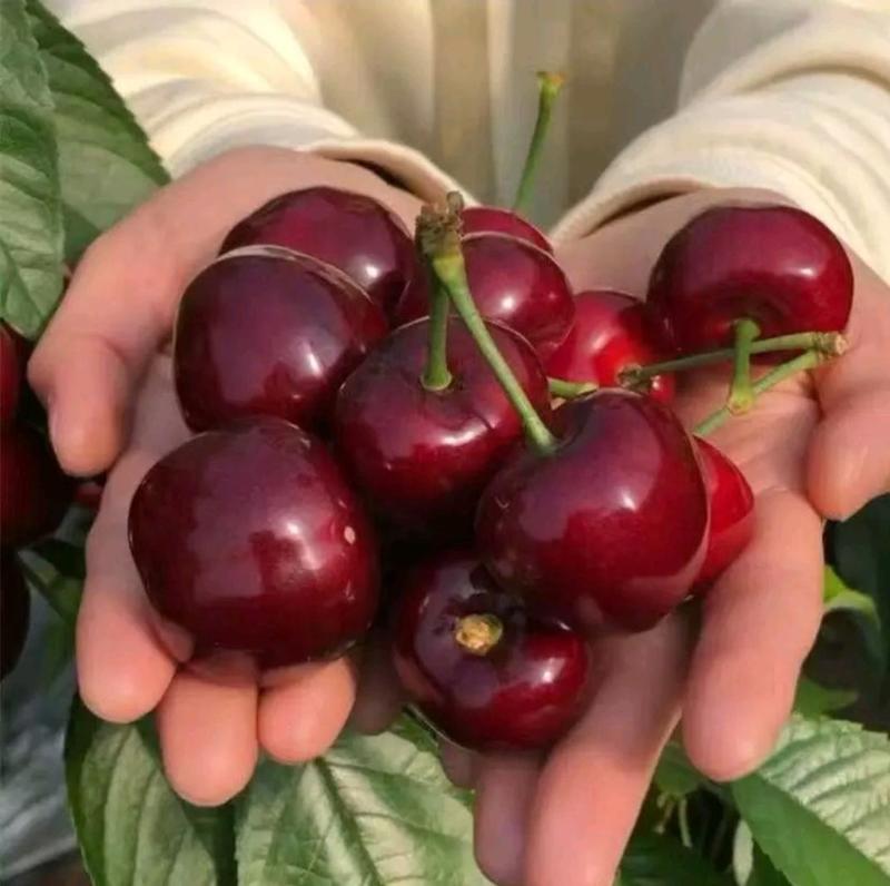 黑珍珠樱桃苗实地直发保品种包成活1到4年苗上门技术