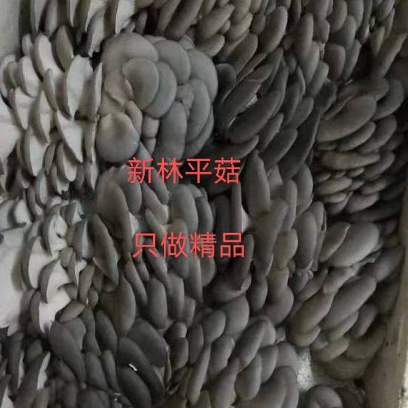 聊城平菇菌棒基地直发产量高量大从优物美价廉