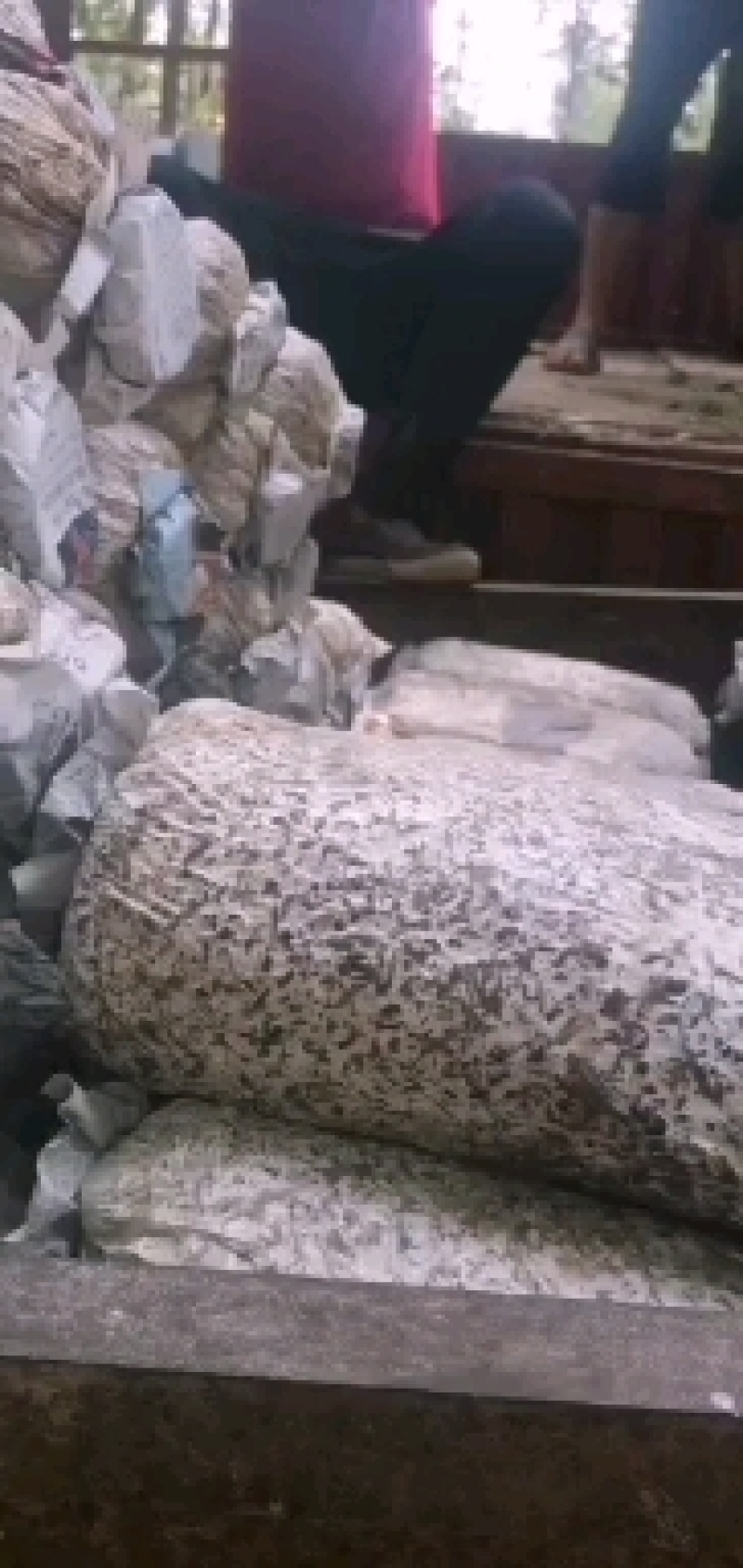 聊城平菇菌棒基地直发产量高量大从优物美价廉
