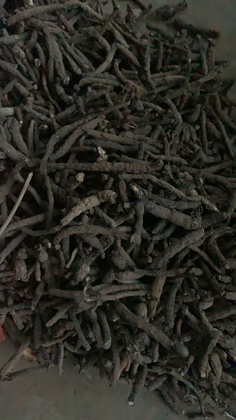 仙茅云南野生仙茅小棕根干货包含量30斤包邮