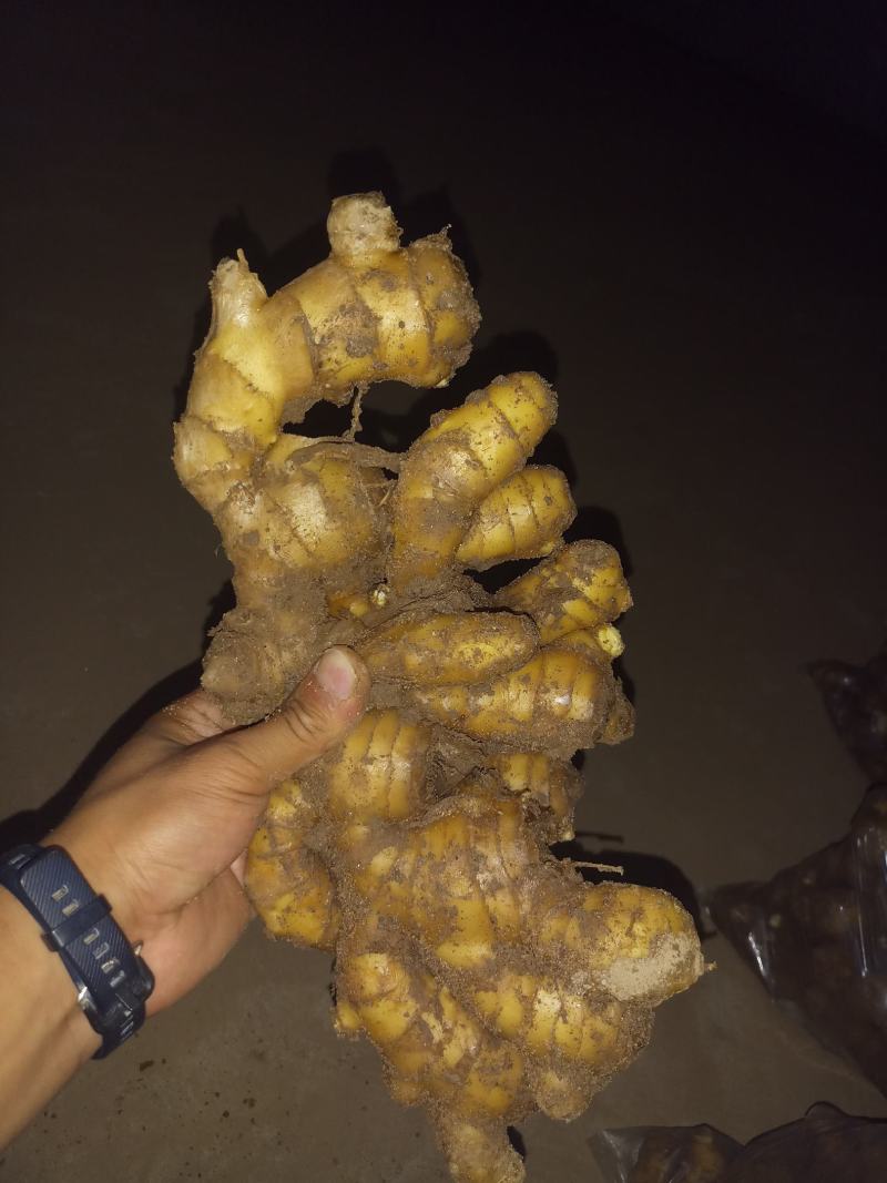 老姜，山洞地窖储存，货源充足，产地直供，可发全国各地
