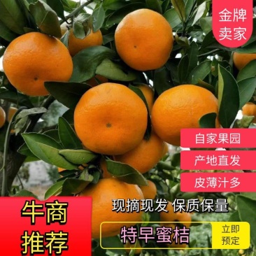 湖北蜜橘柑桔特早蜜橘量大从优洗果打蜡精简包装找车