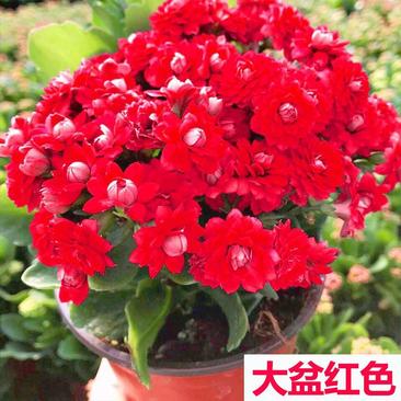 【带花苞发货】长寿花盆栽带花苞重瓣室内绿植花卉盆栽四