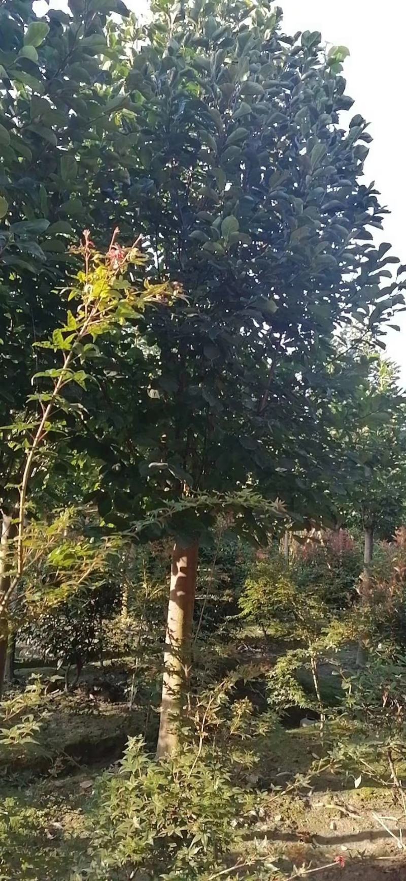 优价出售大小规格红花玉兰，欢迎来电咨询，保质保量
