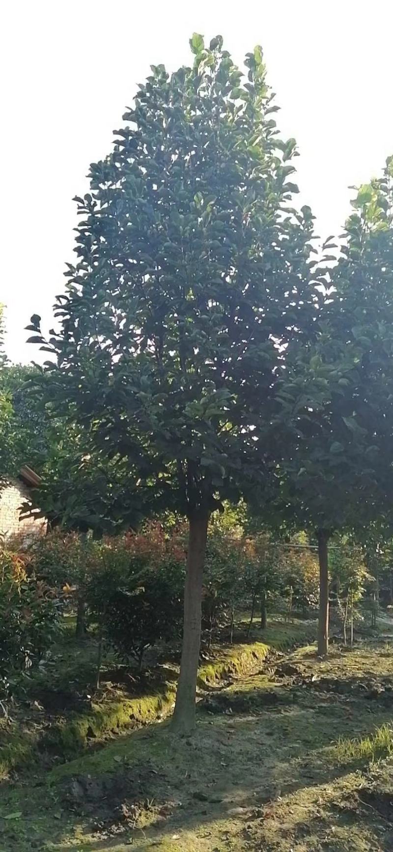 优价出售大小规格红花玉兰，欢迎来电咨询，保质保量