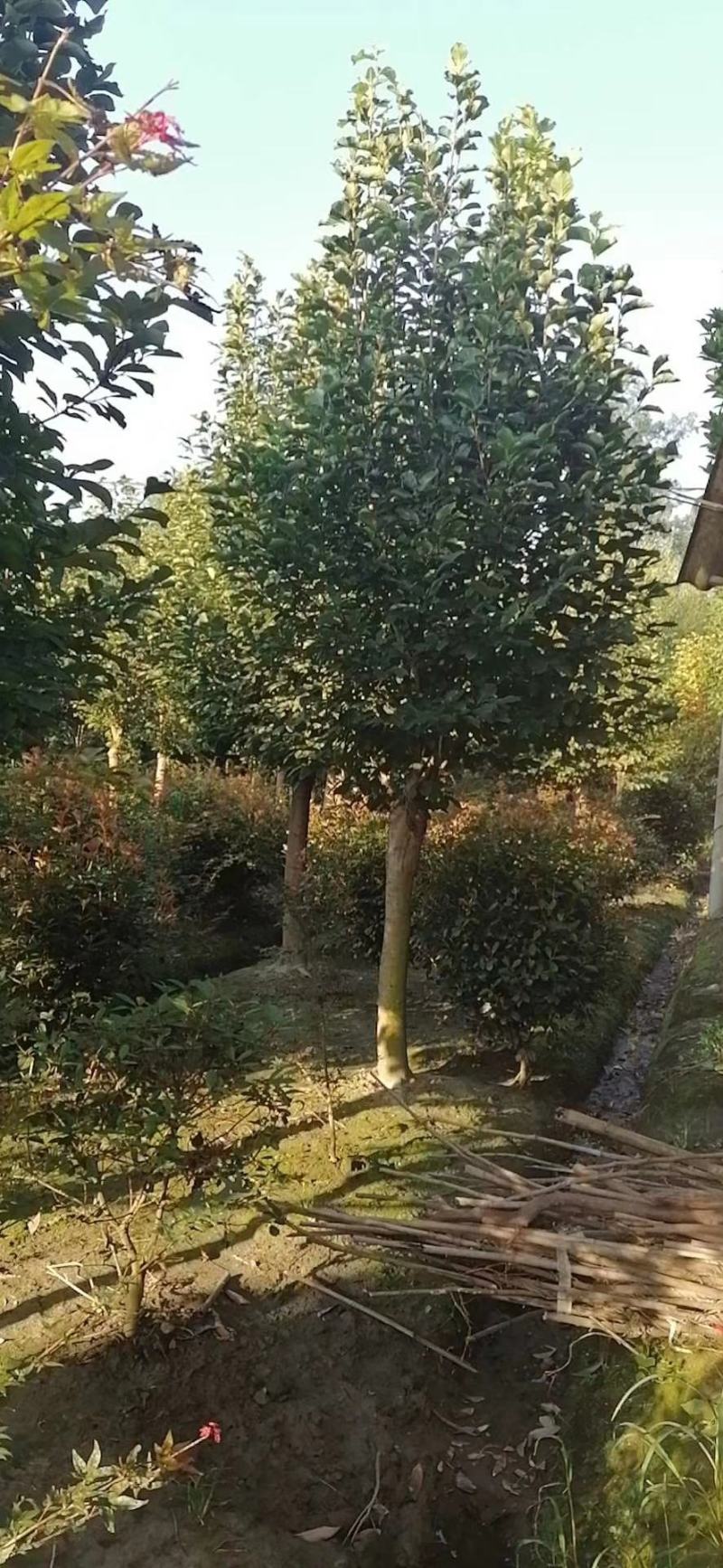 优价出售大小规格红花玉兰，欢迎来电咨询，保质保量